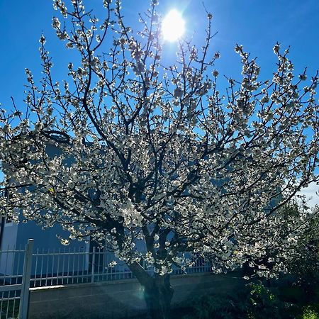 A Casa Di Marco Guesthouse - Apt Di Ciampino E Stazione Per Roma Marino Eksteriør billede